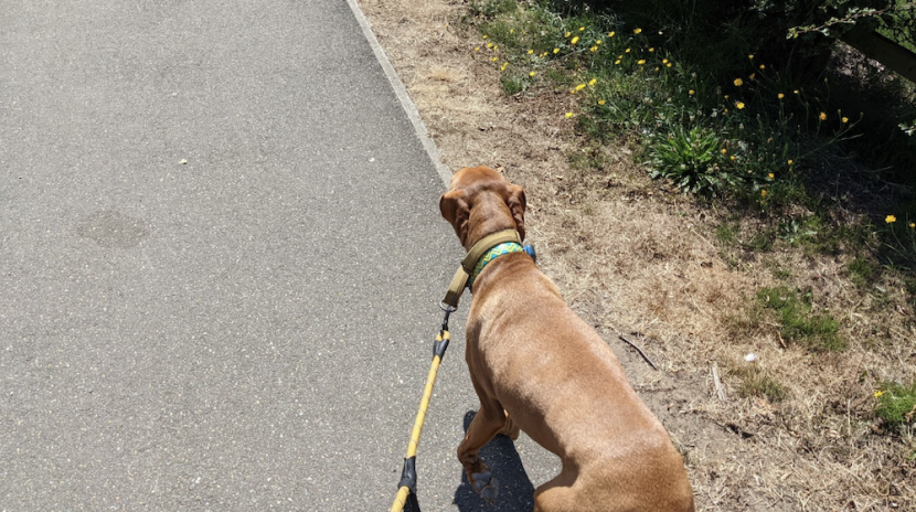 a dog on a walk